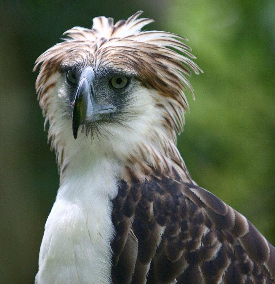 Close-up portrait of a large brown and white crested bird of prey against a green blurred background